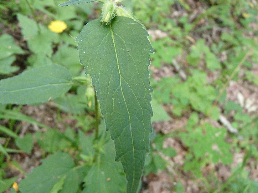 Campanula rapunculus, C. Glomerata e C. trachelium